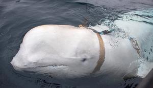 Hvaldimir, the white beluga whale, wearing a harness off the Norwegian coast.Reuters