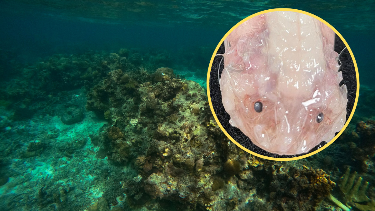 Naukowcy znaleźli "potwora" z głębin. Pokazali, jak żyje na dnie oceanu