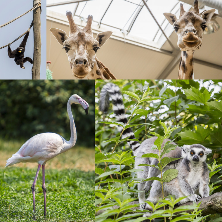 Opolski Ogród Zoologiczny