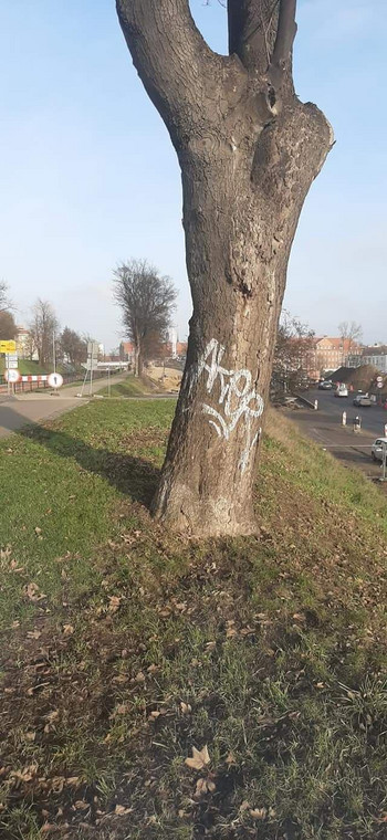 Gdańsk. Tag na drzewie