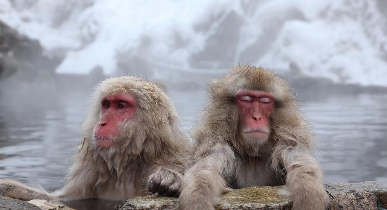 Snow monkeys enjoy a soak to take the stress off.