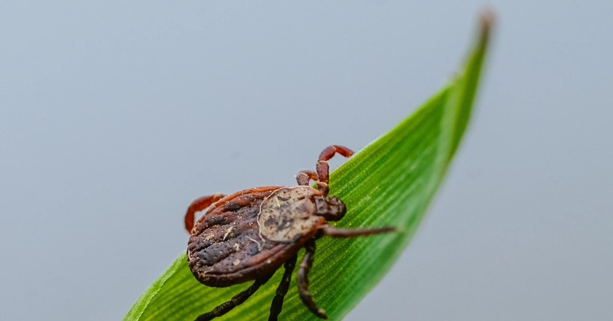 Pilne ostrzeżenie z Niemiec. Nowy gatunek kleszcza rozprzestrzenia się błyskawicznie