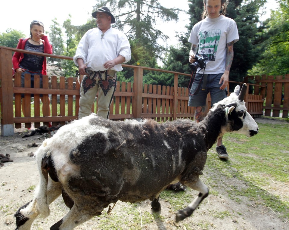 CHORZÓW ZOO STRZYŻENIE OWIEC