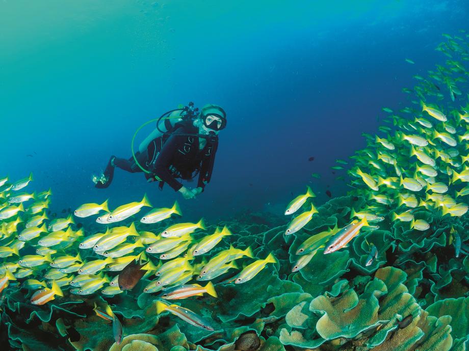 Każdy organizm morski – od dużych ryb, przez te malutkie, aż po plankton – ma swoją misję do wykonania – mówi Alexandra Cousteau