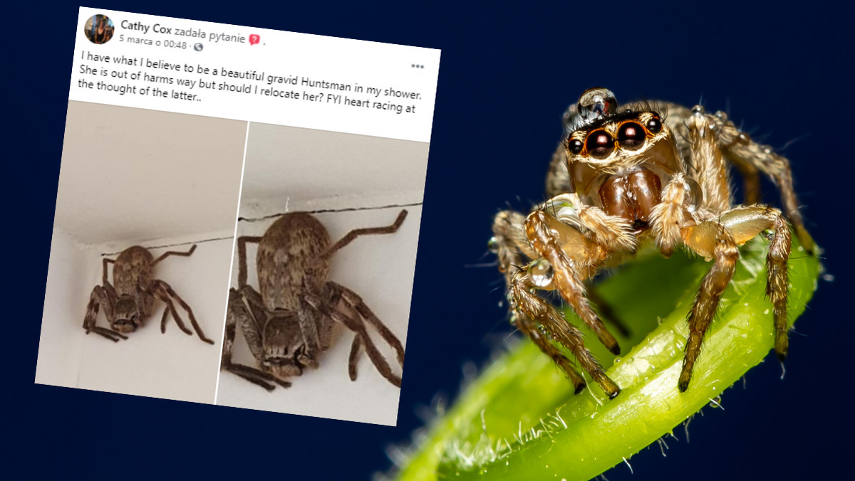 Australia. Kobieta znalazła pod prysznicem pająka myśliwskiego