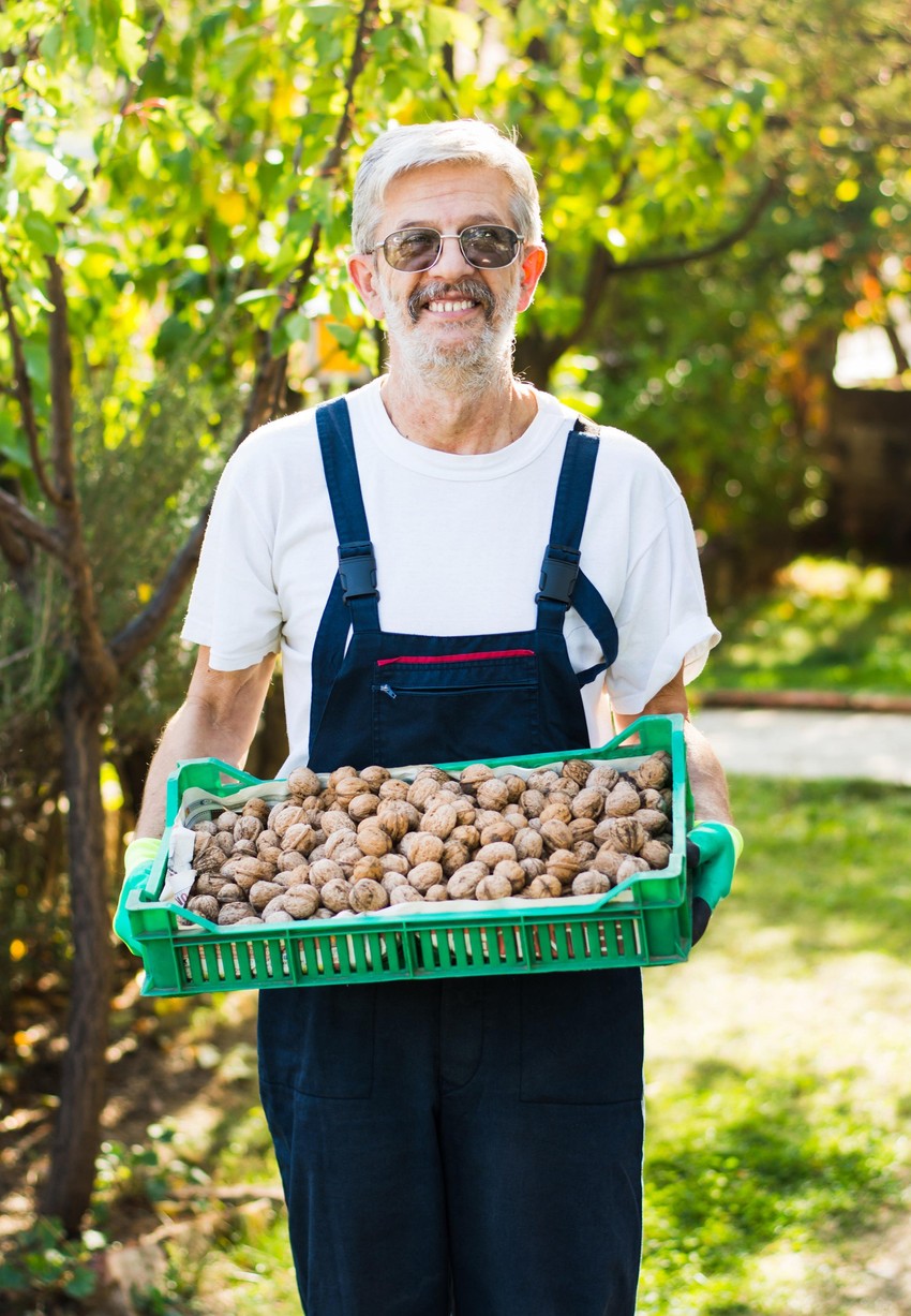 Najveći problem je što orah dostiže punu rodnost tek posle 10 godina, a mnogi ne žele toliko da čekaju zaradu