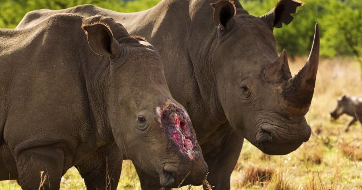 South African rhino rancher seeks court approval to send 479 rhino horns to Canada, US, and China despite global trade ban