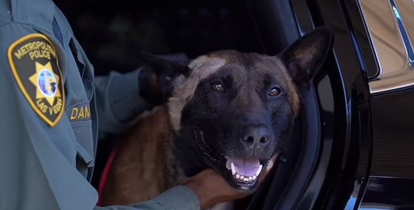 Pas Enco se uspešno oporavlja