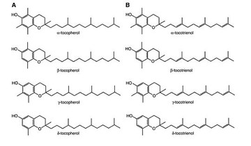 evitamin-d000019C9e2476fe325fd