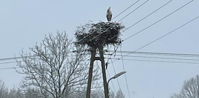 Jeden bocian zaniepokoił całą wieś na Mazowszu. Mieszkańcy się martwią...