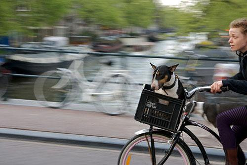 Galeria Holandia - rowerowy Amsterdam, obrazek 3