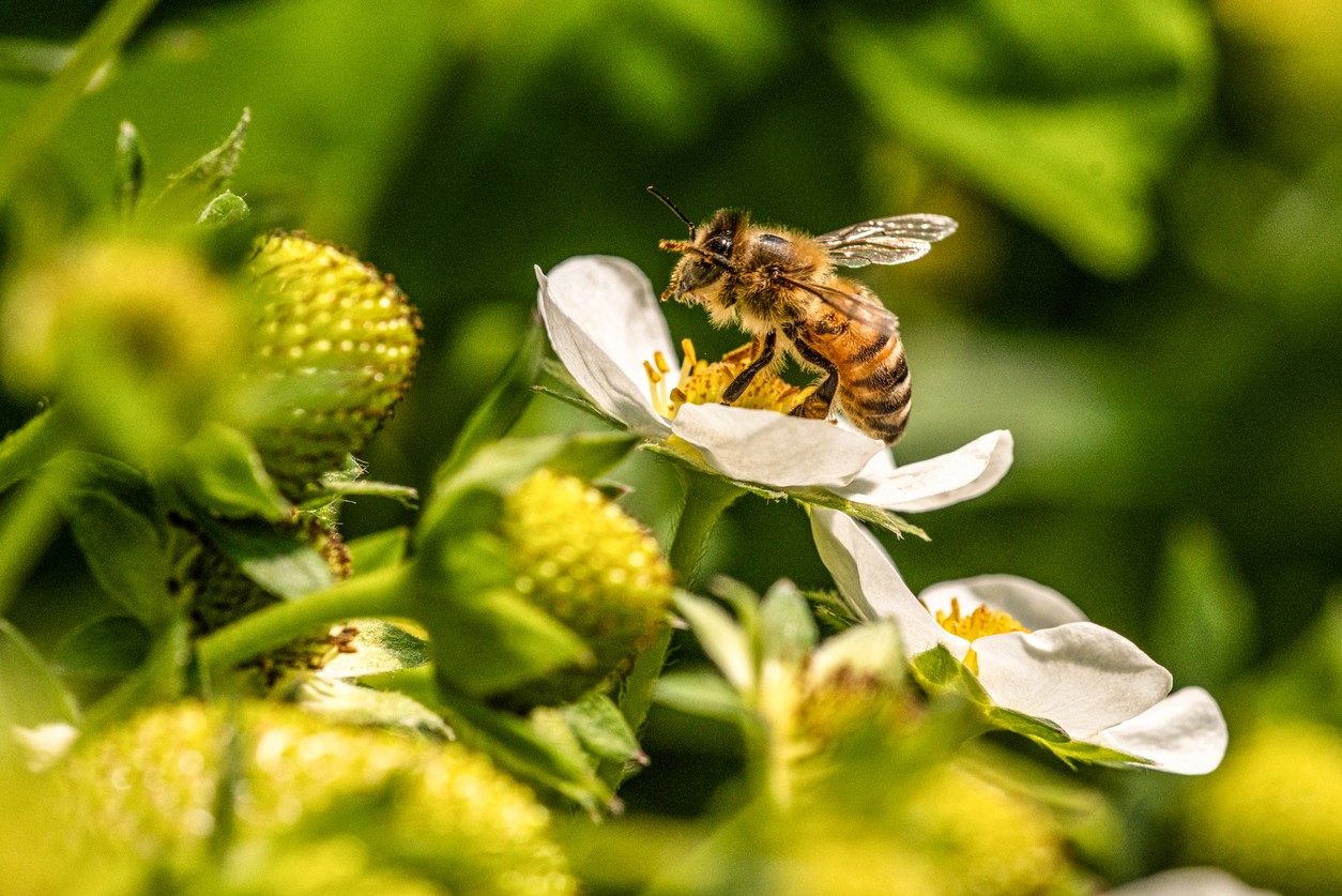Podľa učenia Feng Shui sú včely symbolom menších nečakaných príjmov.