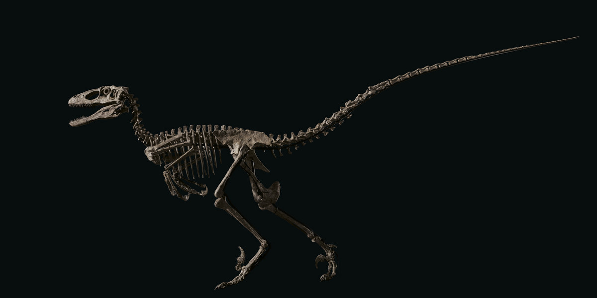 "Hector" dinozaur deinonychus antirrhopus sprzedany na aukcji za 12,4 mln dol. 