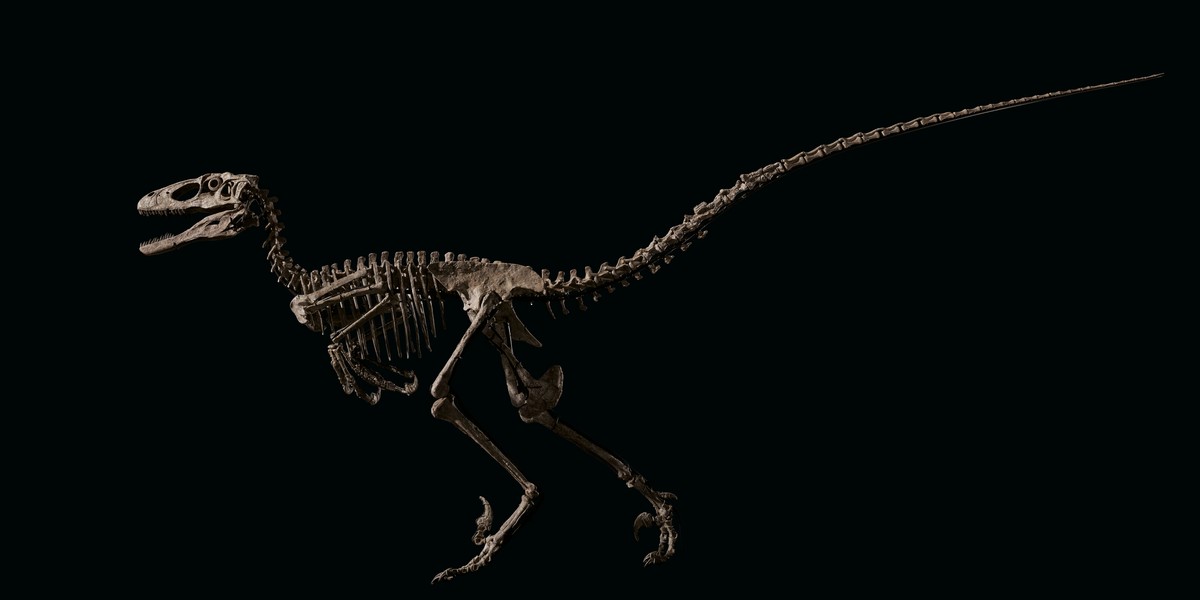 "Hector" dinozaur deinonychus antirrhopus sprzedany na aukcji za 12,4 mln dol. 