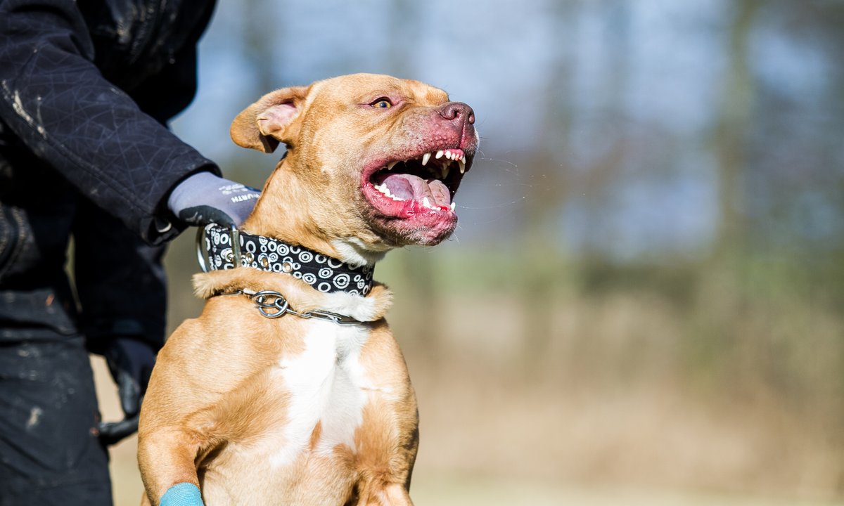 Pitbull zagryzł dwuletnią dziewczynkę w USA. Rodzice usłyszeli zarzuty zabójstwa
