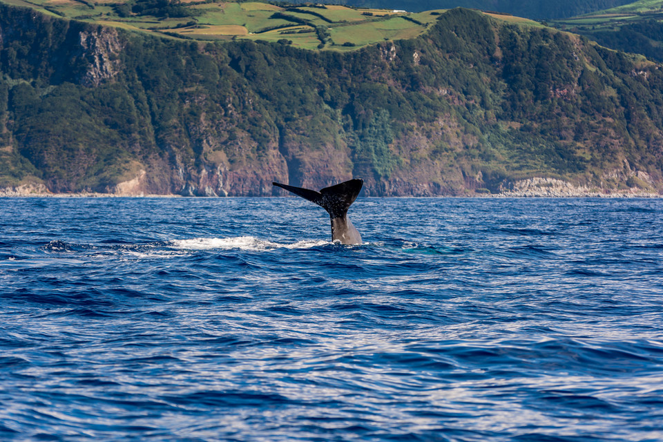 Wieloryb u wybrzeży Azorów