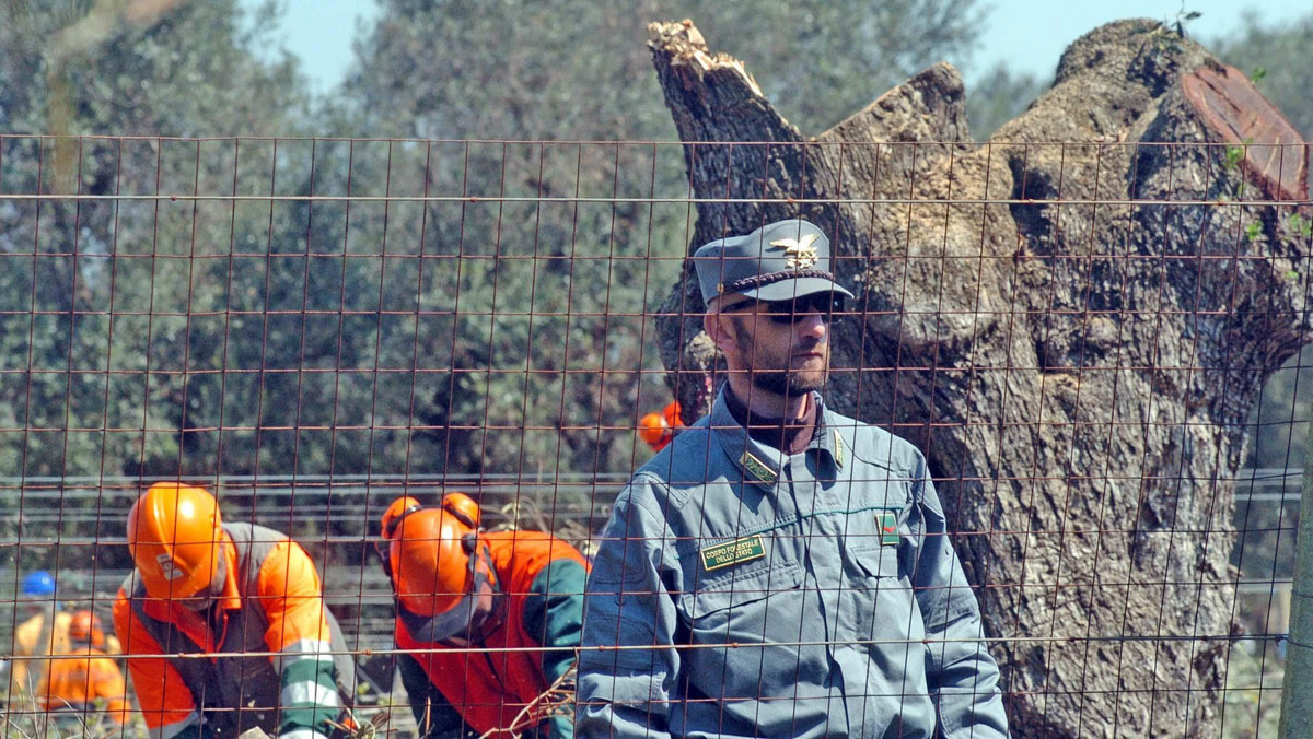 ITALY BACTERIA INFECTED OLIVE TREES (First Xylella-hit tree chopped down)