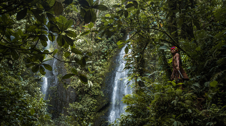A ayahuasca amazóniai őserdőjében honos / Fotó: Northfoto
