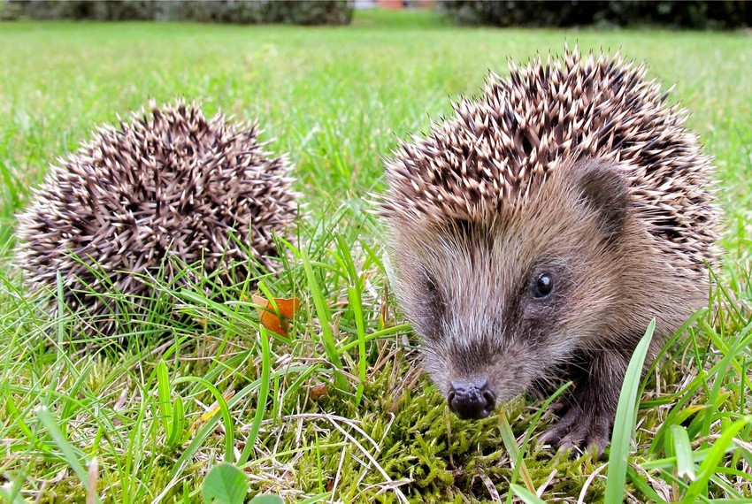 Gradski ježevi obožavaju parkove i bašte
