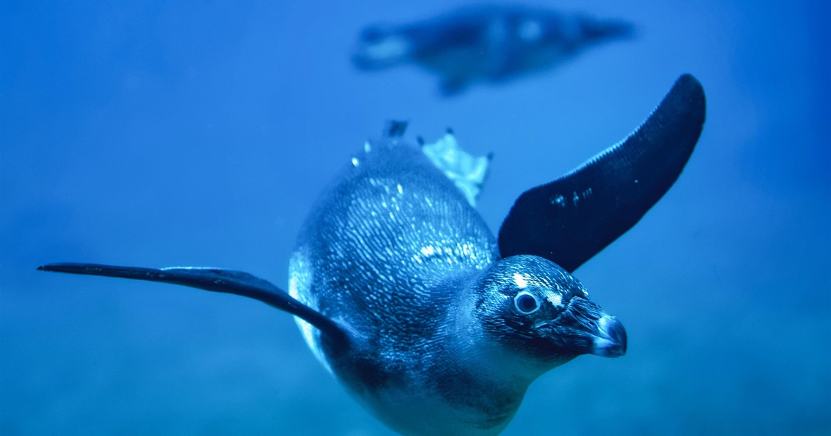 Sztuczna inteligencja w służbie... pingwinom. Pomysł narodził się we Wrocławiu