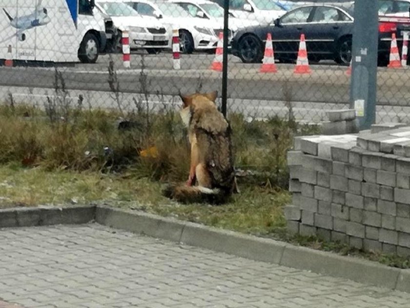 Warszawa: Ekopatrol dostał wezwanie do rannego psa. Okazało się, że to wilk