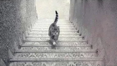 Kot idzie w górę czy w dół? Viralowa zagadka podzieliła internautów