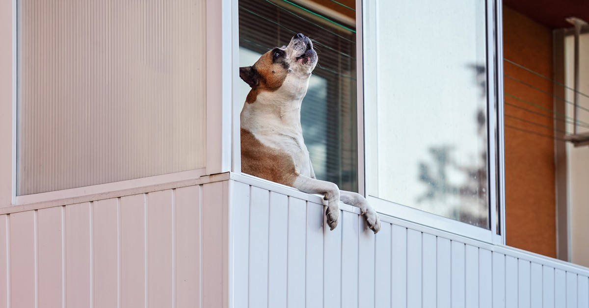 Uciążliwe szczekanie psów – zmiany w prawie. Co czeka właścicieli?