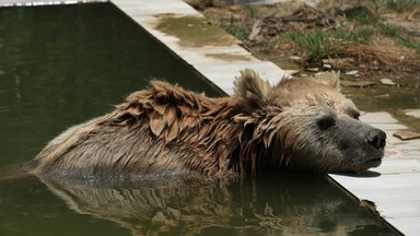 Tragedia w zoo w Iraku. Niedźwiedź zaatakował dziecko 