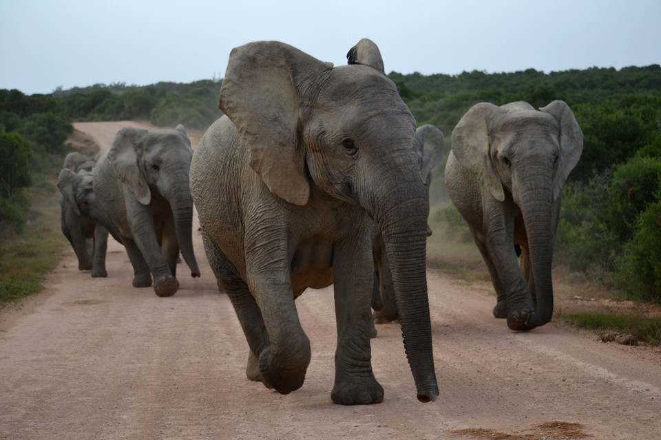 5. Słonie ostrzegają trąbieniem 