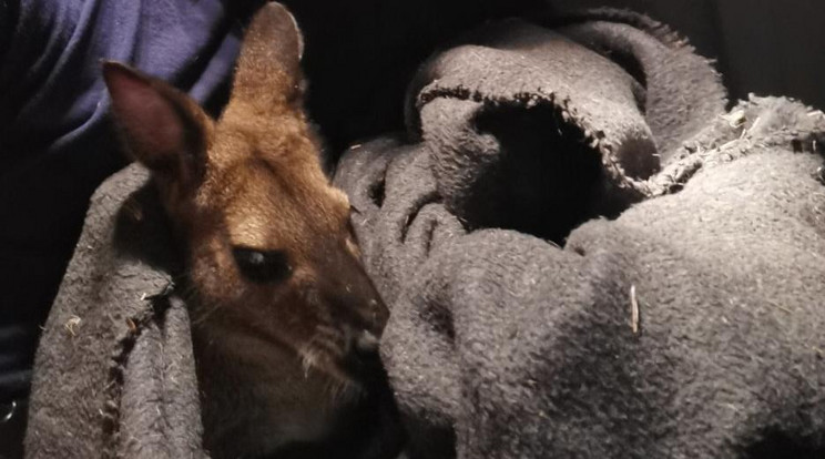 A rendőrök nyugtatták meg a hajszában kimerült kis szökevényt Foto: BRFK