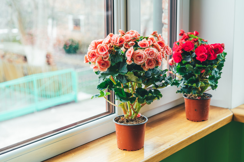 Bright,Begonias,On,The,Window.,Gardening,At,Home.,Selective,Focus.