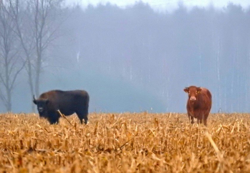 Krowa na gigancie, przyłączyła się do stada żubrów!