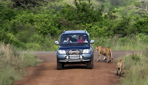 Tourists using a private vehicle during a safari