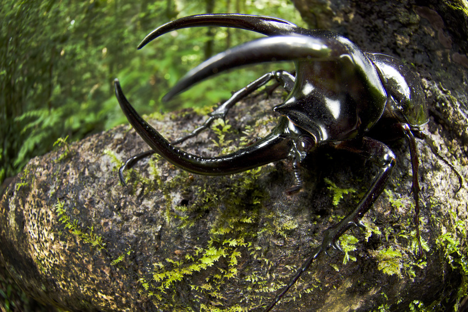 Niecka Maliau w Malezji - "zaginiony świat"; na zdjęciu: trójrogi chrząszcz z rodziny rohatyńców (rohatyniec nosorożec)