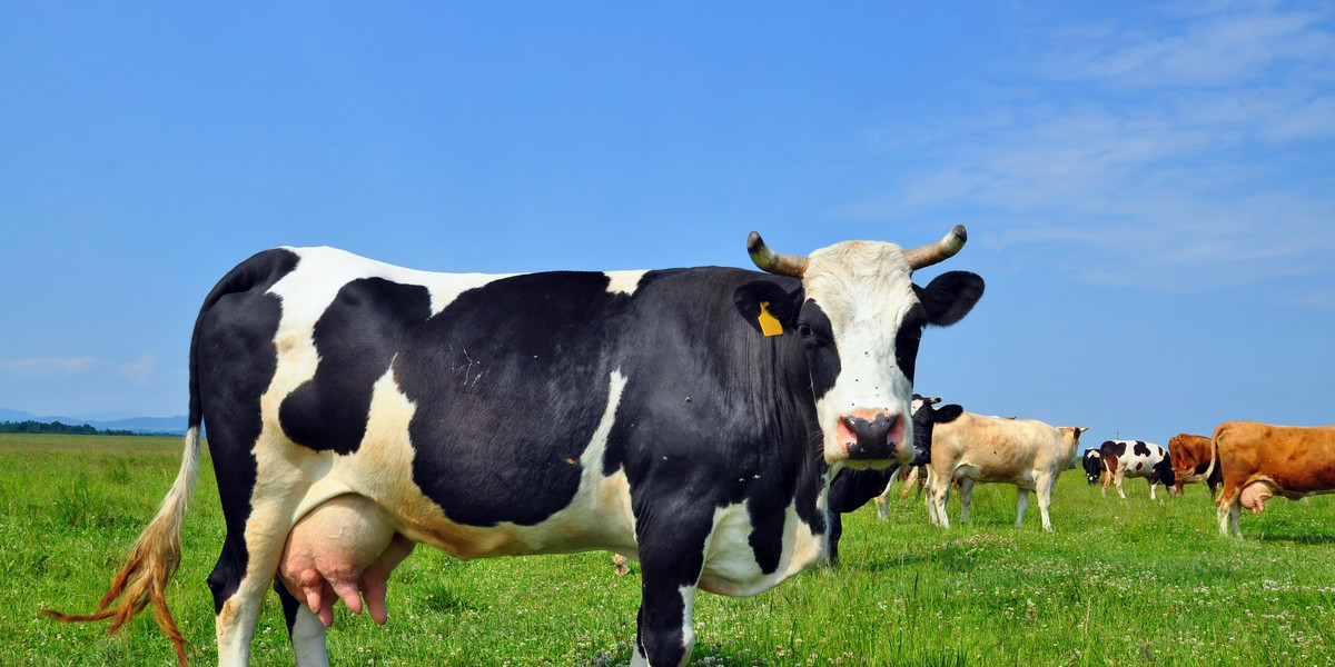 Hodowla krów odpowiada za więcej emisji gazów cieplarnianych niż cały transport drogowy