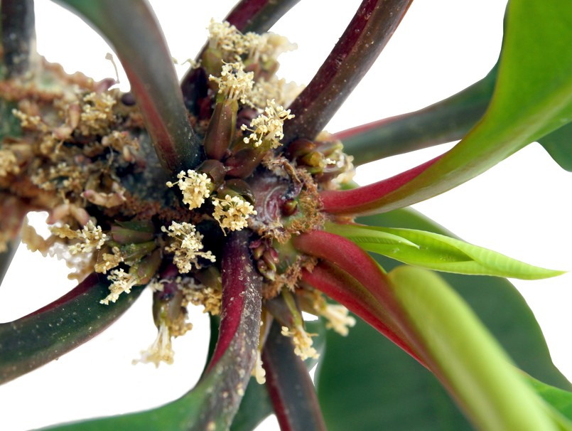 Succulent,Euphorbia,Leuconeura,Blossoming,Close,Up