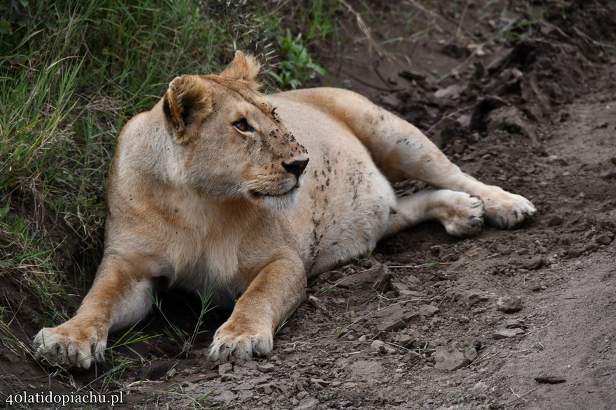 Nasze bociany i ich afrykańscy sąsiedzi podczas zimowania w kraterze Ngorongoro