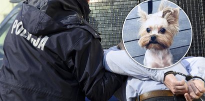 Znęcał się nad psiakiem na oczach dzieci, potem martwego wrzucił do śmietnika. Jest wyrok!