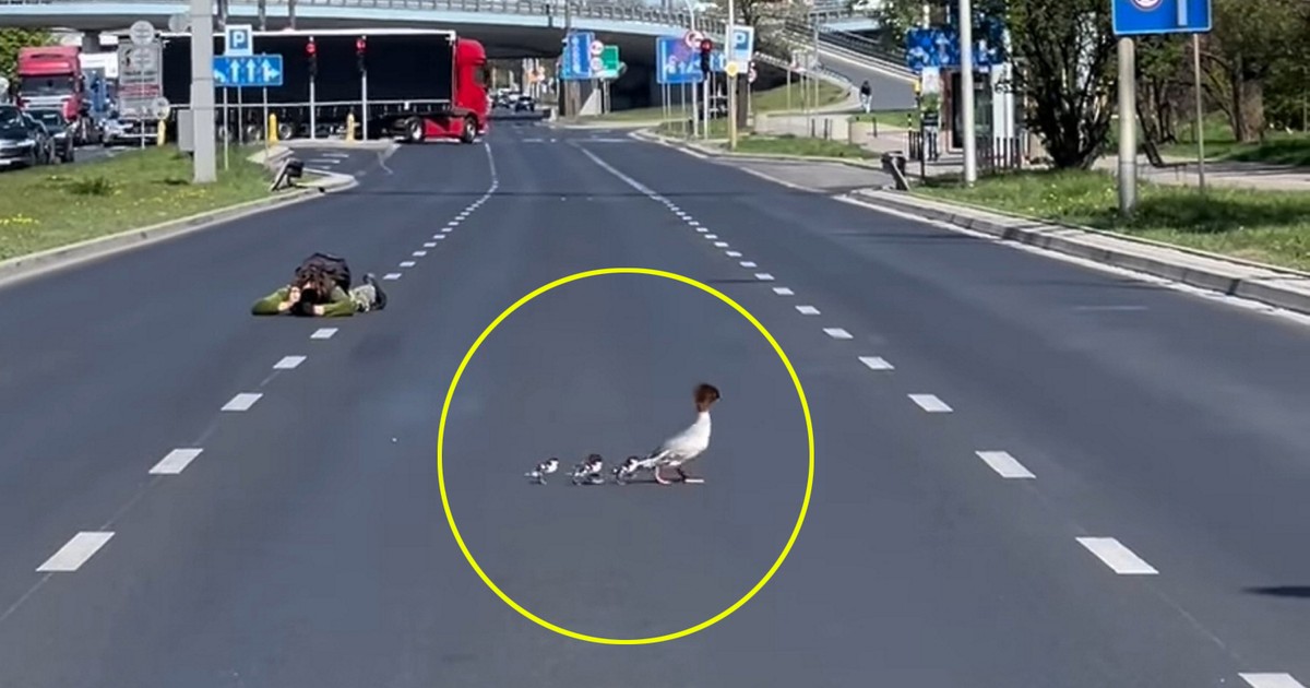 Nurogęsi blokują Warszawę. To już rytuał wiosny