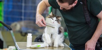 Najpiękniejsze koty zawładnęły poznańskimi targami!