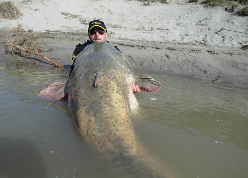 Sum gigant złowiony we Włoszech