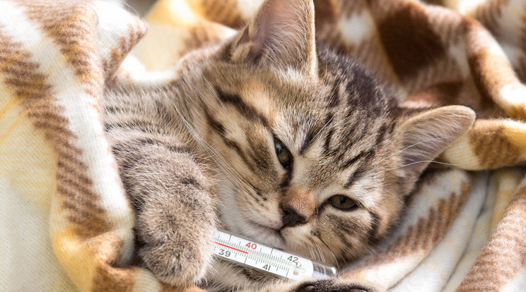 A macskanátha a macskák vírusos fertőző betegsége