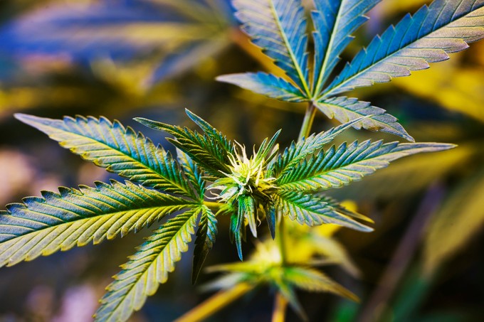 Kannabisz alapú gyógyszerek hatása: a szakértő szerint nem túl bíztató