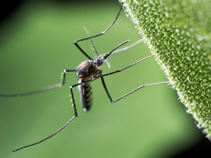A fertőzés kórokozója szúnyogok által terjed