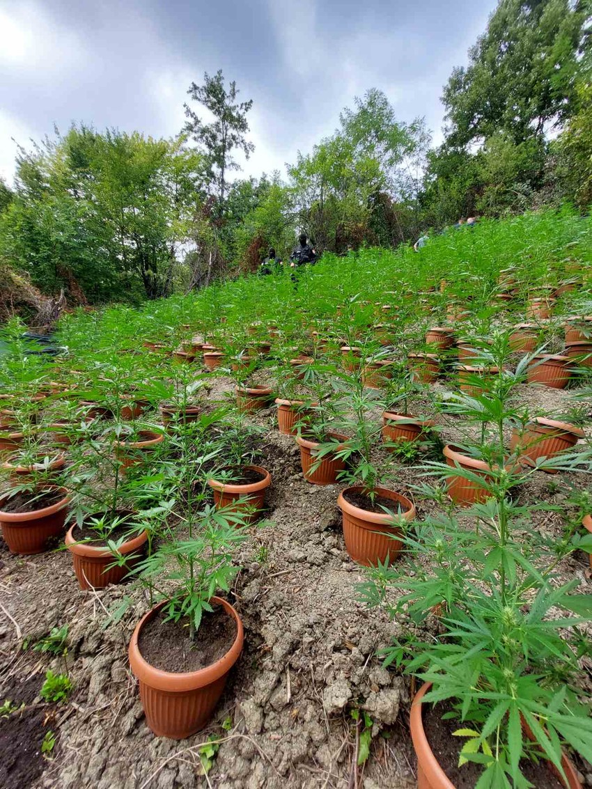 Plantaža indijske konoplje u Loparama