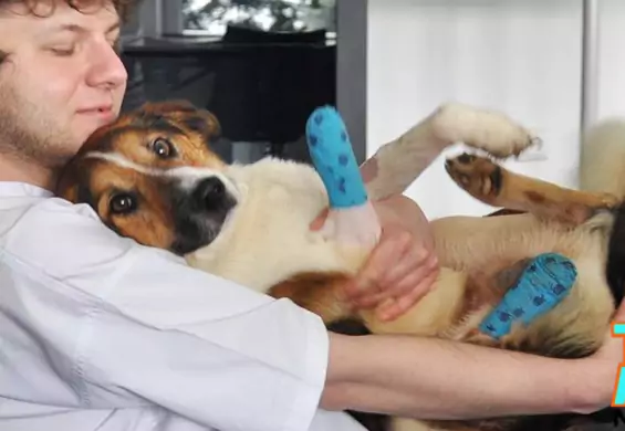 Cudem uratowany pies zyskał drugie życie. O Foreście z Przemyśla mówią nawet amerykańskie media