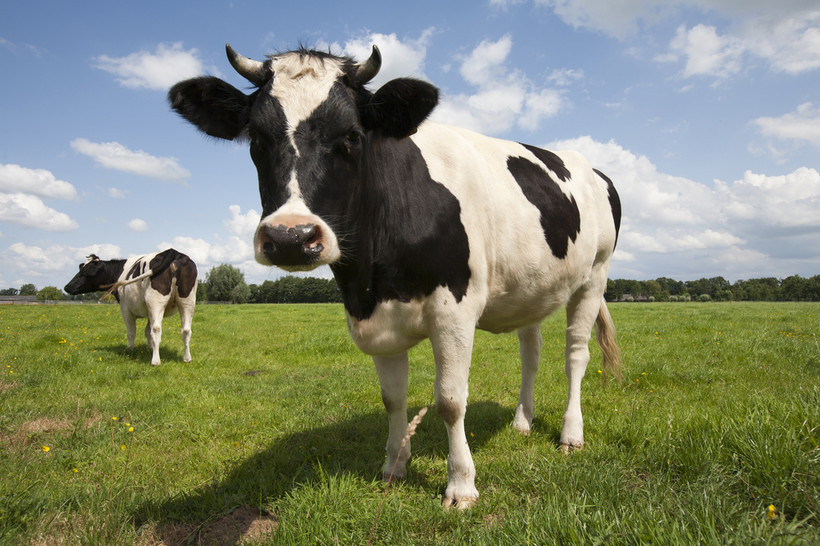 Sejm przyjął poprawki Senatu do ustawy ws. organizacji hodowli zwierząt