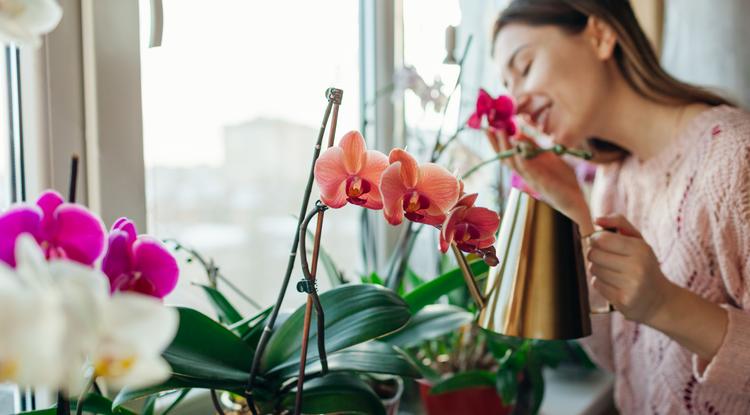 Mióta így ápolom őket, folyton virágoznak az orchideáim Fotó: Getty Images