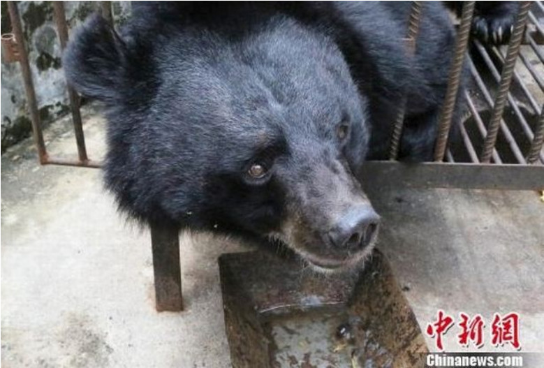 Niedźwiedź został przewieziony do bezpiecznego miejsca (fot. screen z chinanews.com)