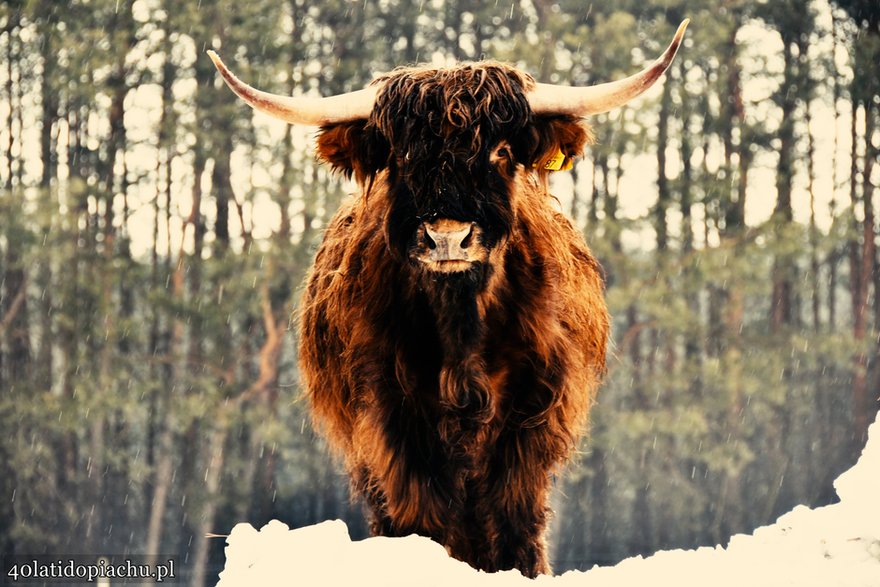 Highland Cattle